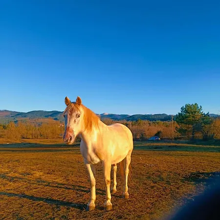 Lipizzan Dream Land בית אירוח
